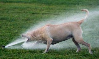 dogsprinkler.jpg