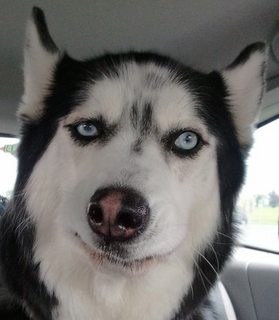 husky4.jpg