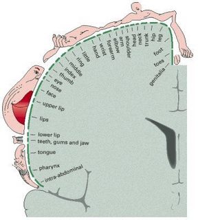 somatosensory-homonculus.jpg