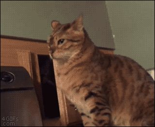 sneakycat.gif