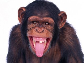 cute_laughing_monkey_full_hd_wallpaper_picture_free_download.jpg