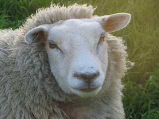 schaap.jpg