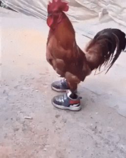 Chicken with shoes.gif