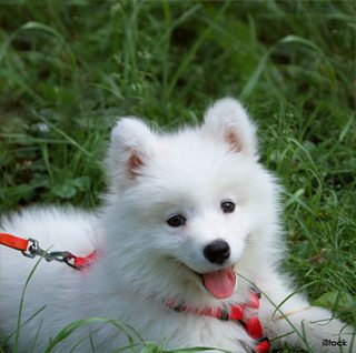 samoyed.jpg