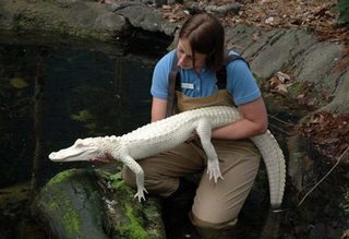 White-Gator.jpg