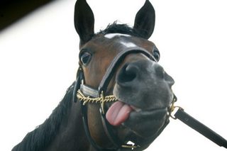 horse-love-silly-tongue-Favim.com-447191.jpg
