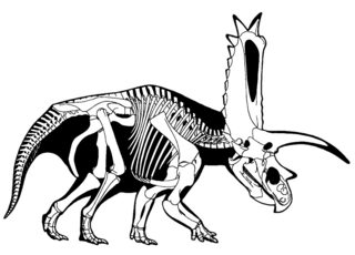 Pentaceratops_sternbergii.jpg