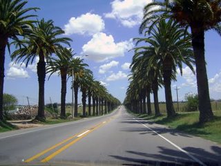 palmeras.jpg