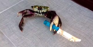 crab with rogue levels.jpg