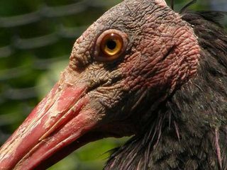 northern-bald-ibis.jpg