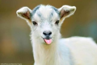 Cute-Goats-Photo-28.jpg