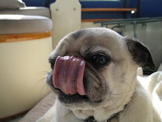 dog licks licking nose 8.jpg