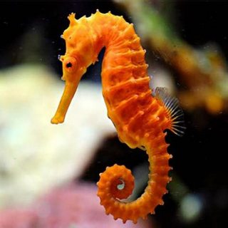 seahorse_4_CALENDAR.jpg